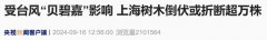 “上海1人受伤,树木倒伏或折断超万株”